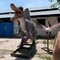Ausstellungen Realistischer animatronischer Dinosaurier 6 m Spinosaurus-Modell