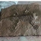 Einkaufszentrum Dinosaurier-Knochen-Repliken, Dinosaurier-Replik-Fossil-Schädel