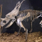 Wetterfeste Dinosaurier-Skelett-Replik / Dinosaurier-Knochen-Repliken