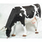 Realistische Tierstatuen-fertigte wasserdichte lebensgroße Kuh-Skulptur verfügbares besonders an
