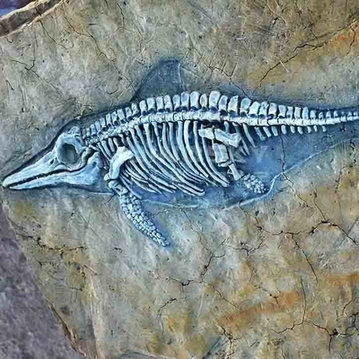 Guter Preis Einkaufszentrum Dinosaurier-Knochen-Repliken, Dinosaurier-Replik-Fossil-Schädel Online