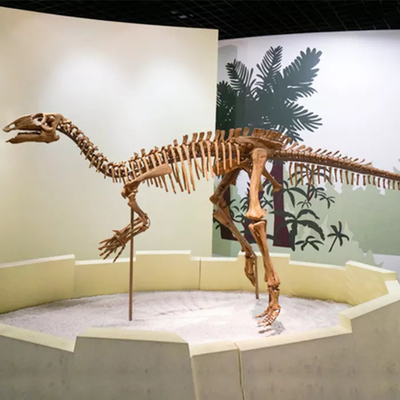 Guter Preis Einkaufszentrum Dinosaurier-Skelett-Replik-Größe Anpassbare Dinosaurier-Schädel-Fossil Online