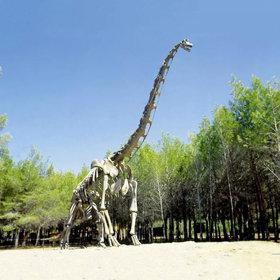 Guter Preis Realistische Dinosaurier-Skelett-Replik / Jurassic World-Replik für den Innenbereich Online